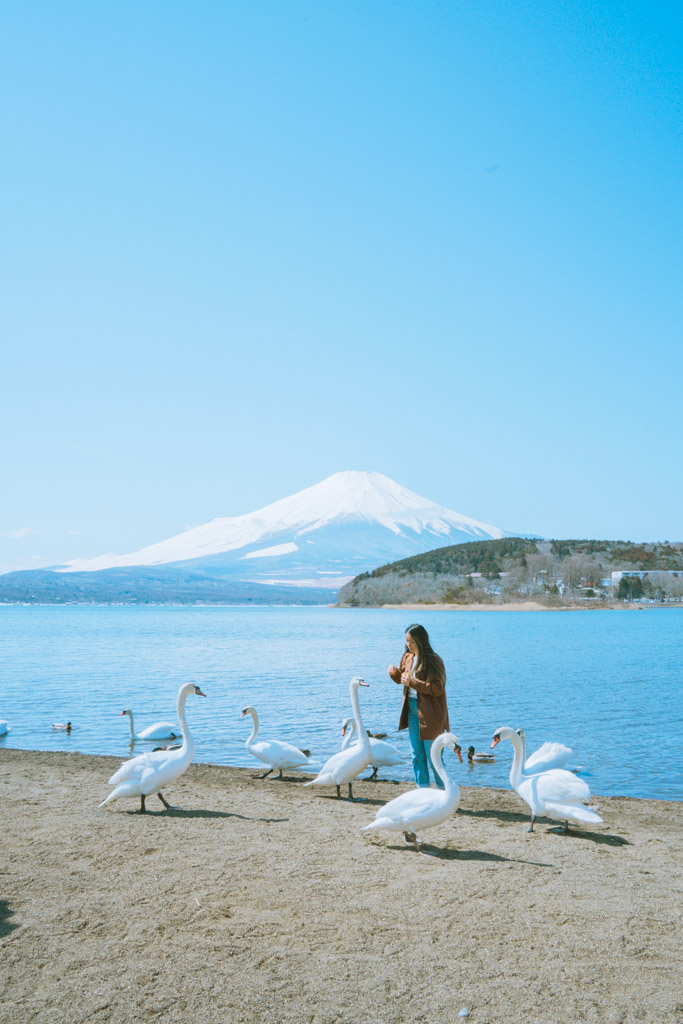Feeding the swans at Yamanakako with Mt. Fuji in the background.