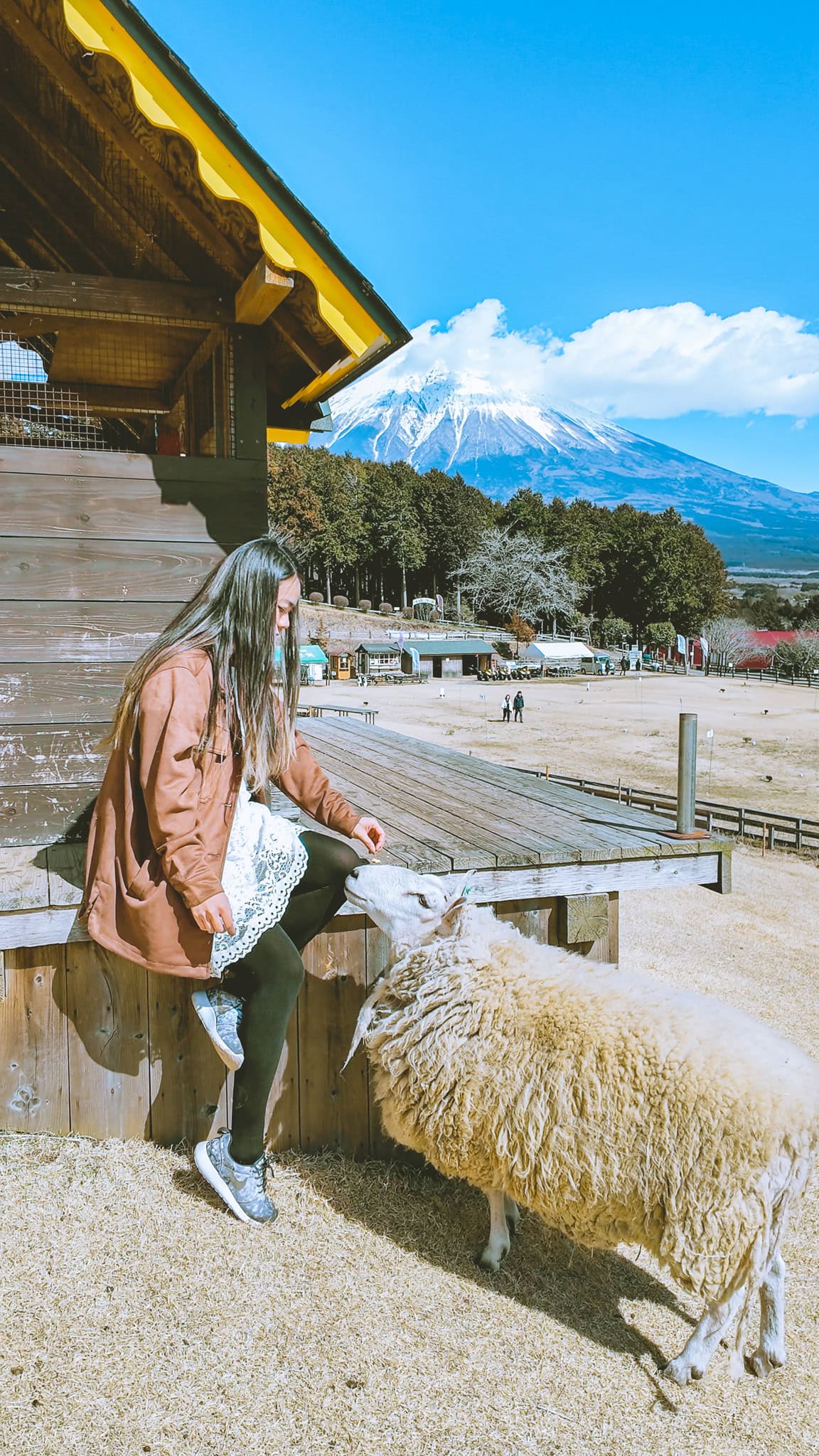 Feeding sheep at Makaino Farm with Mt. Fuji in the back. 