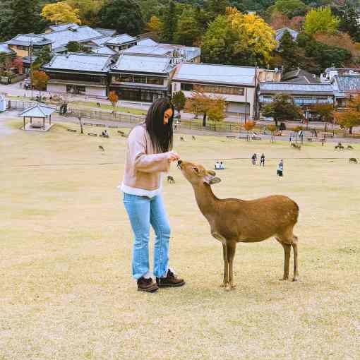 Things to do in Japan - day trips in Japan