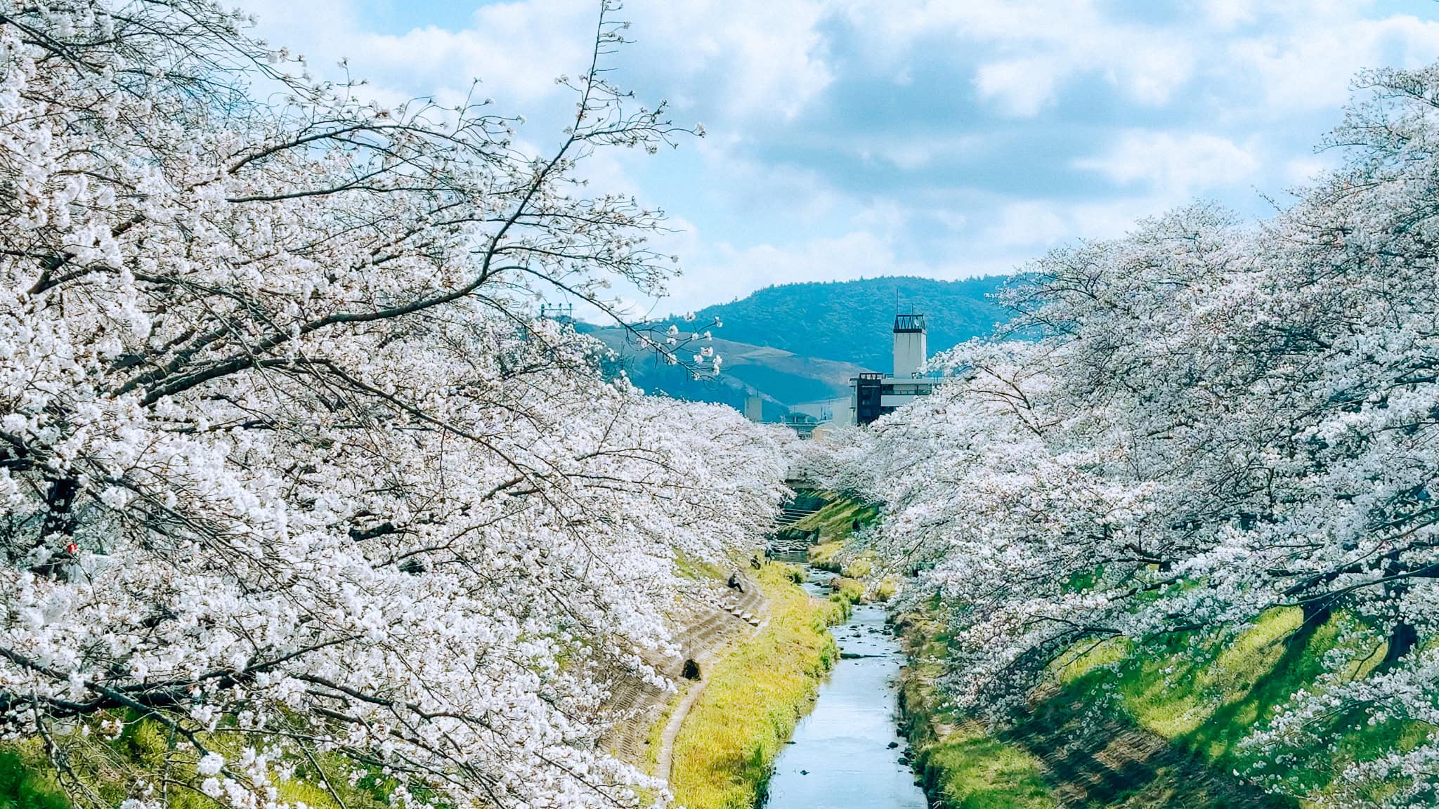 Cherry blossom viewing at Saho River in Nara, Japan.