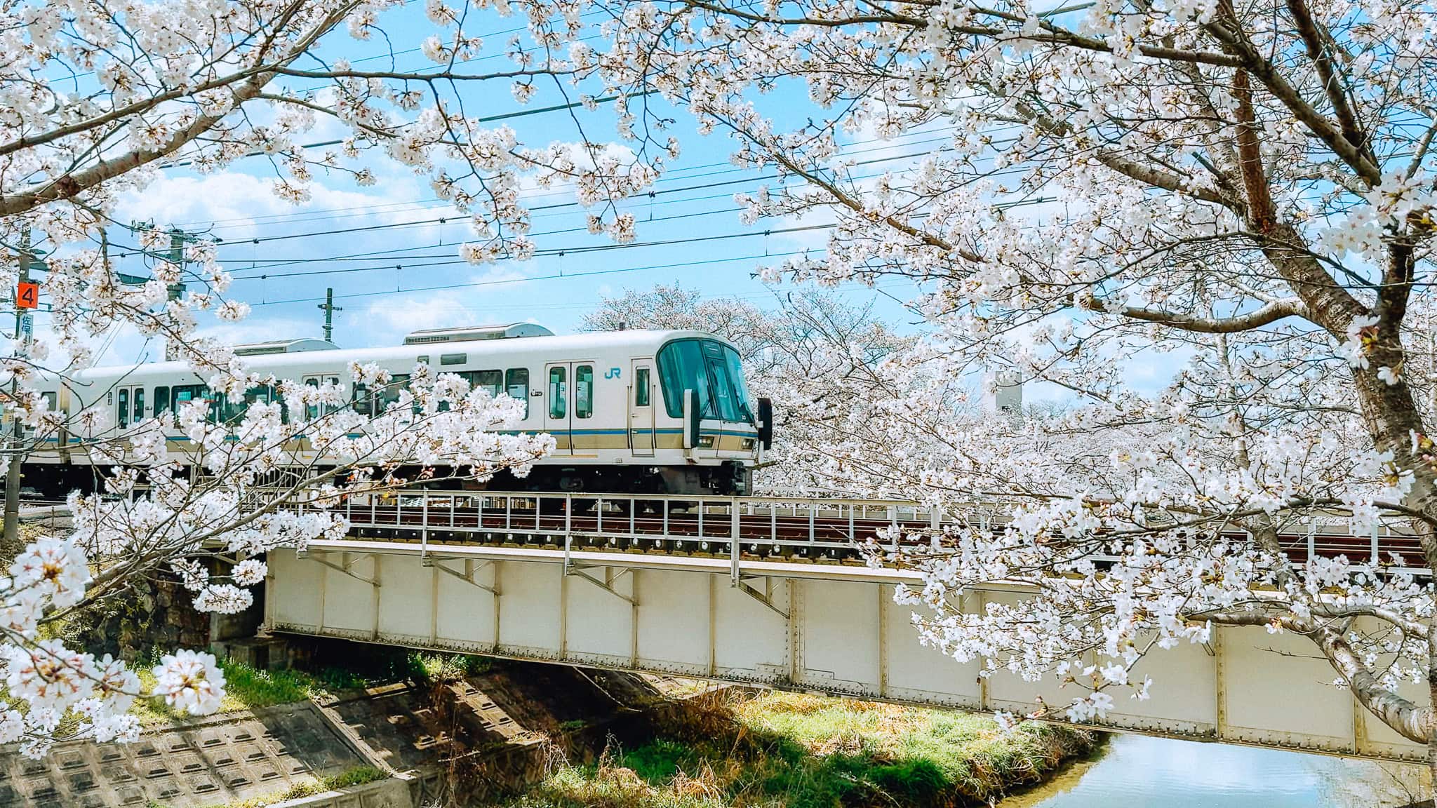 Cherry blossom season in Nara, Japan.
