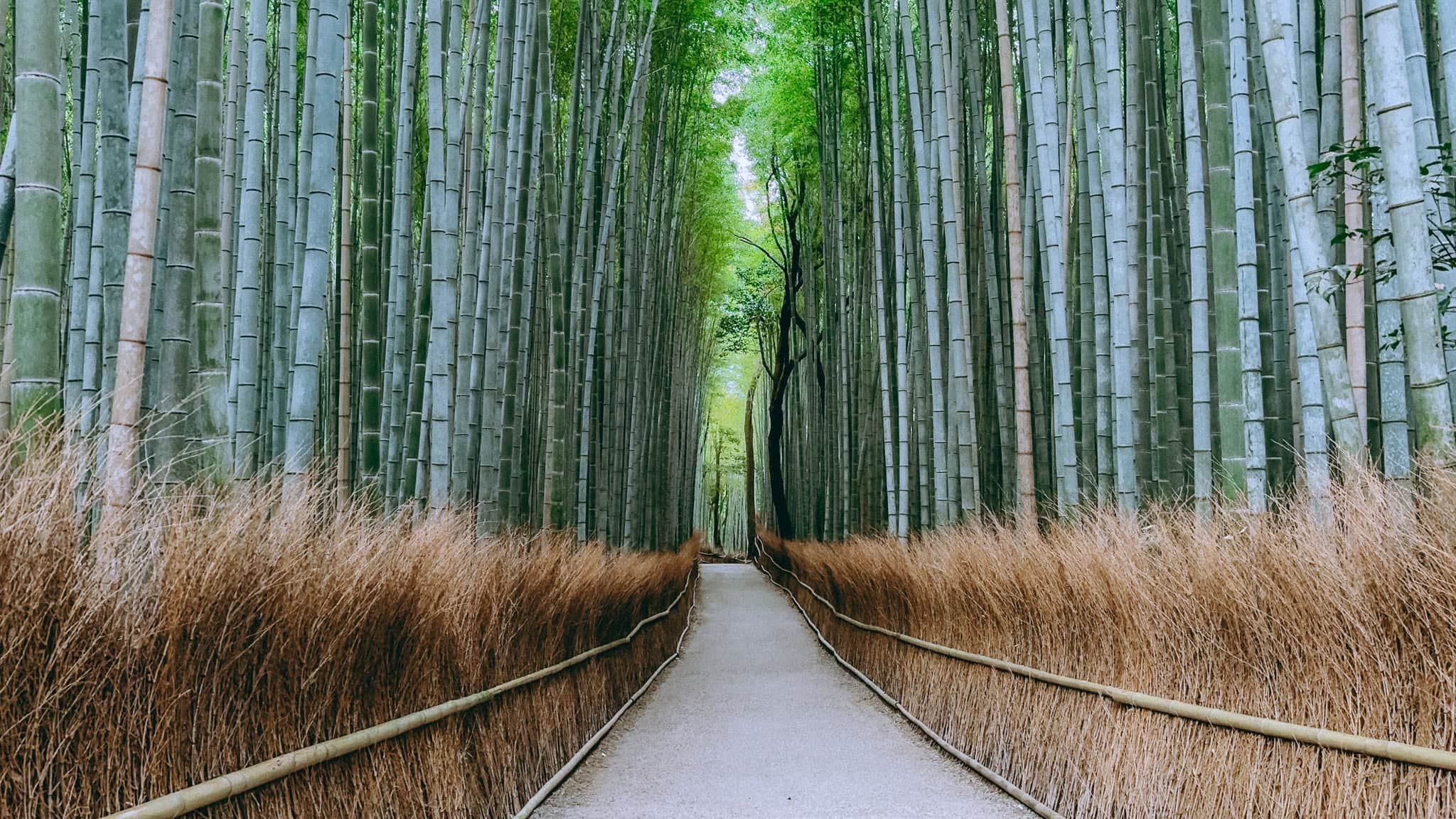 Arashiyama Bamboo Forest at sunset.
