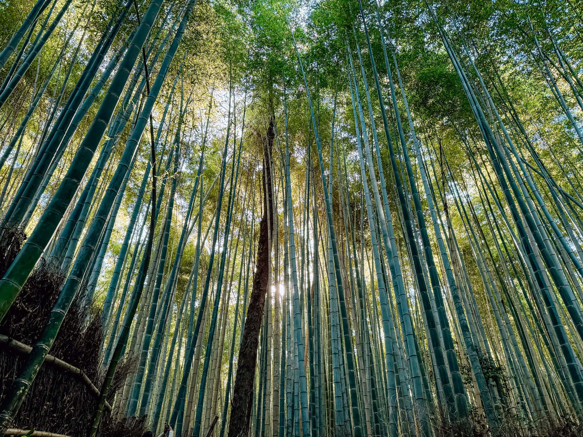Arashiyama Bamboo Forest with sunshine coming through.