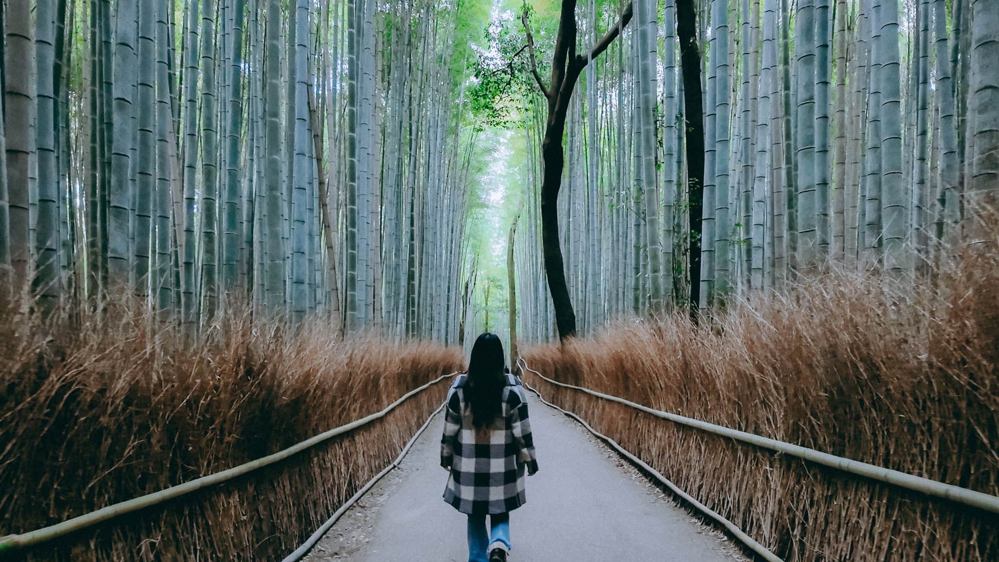 Bamboo Forest in Arashiyama, where to stay in Kyoto