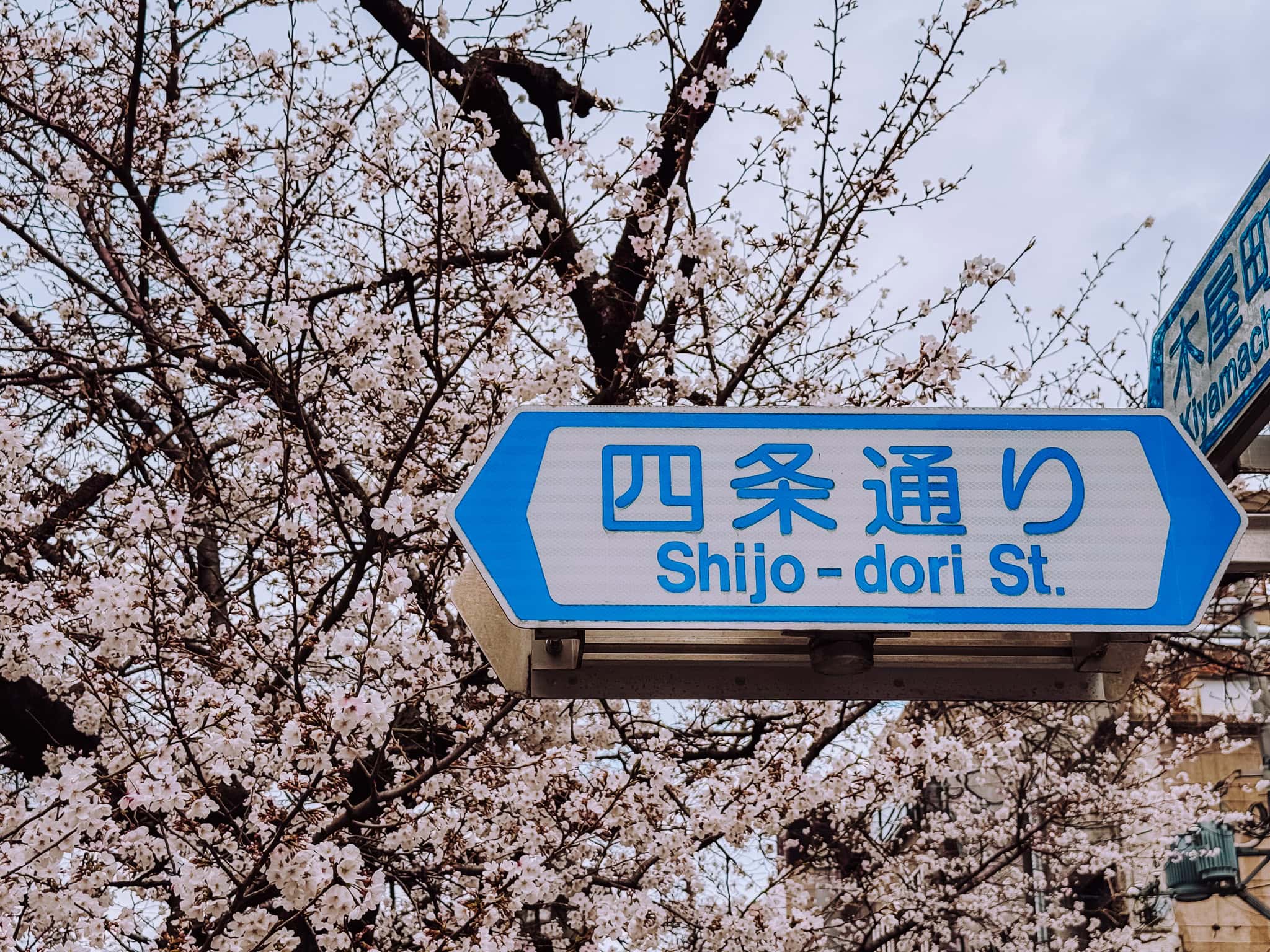 Downtown Kyoto area with cherry blossom in the spring.