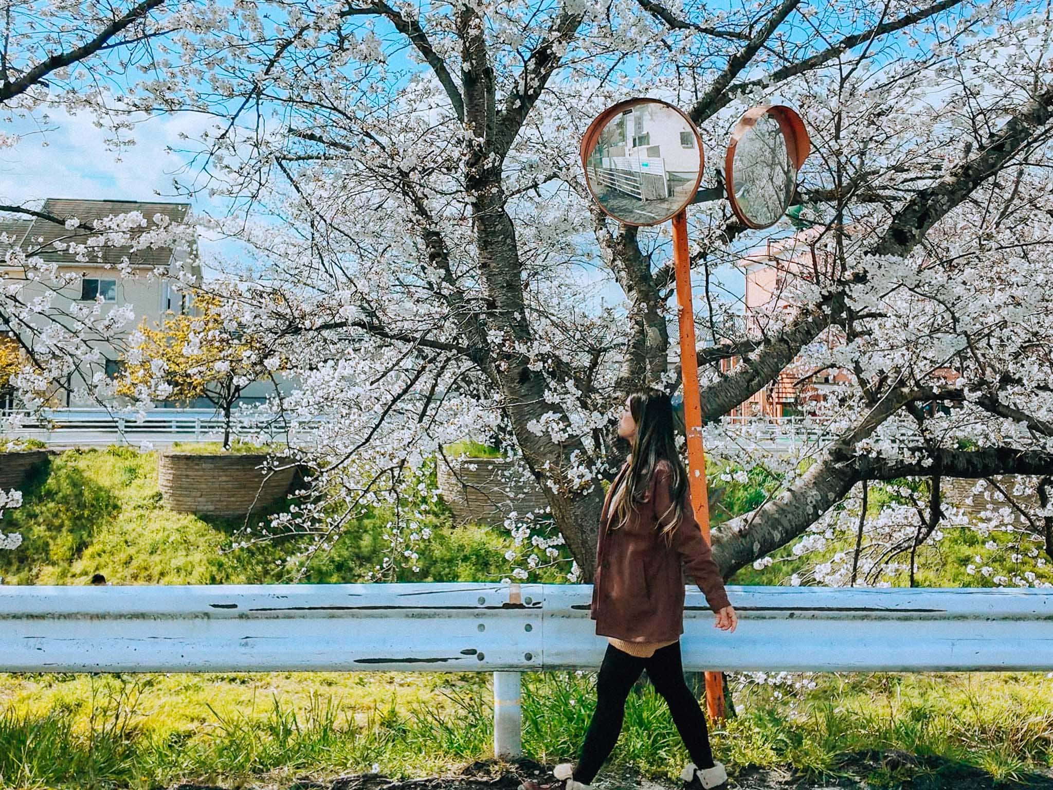 Cherry blossom trees in full bloom during spring in Japan, perfect for travel and photography.