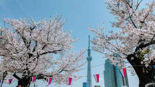 3-Day Tokyo Cherry Blossom Itinerary: What to Do During Sakura Season in Tokyo Japan