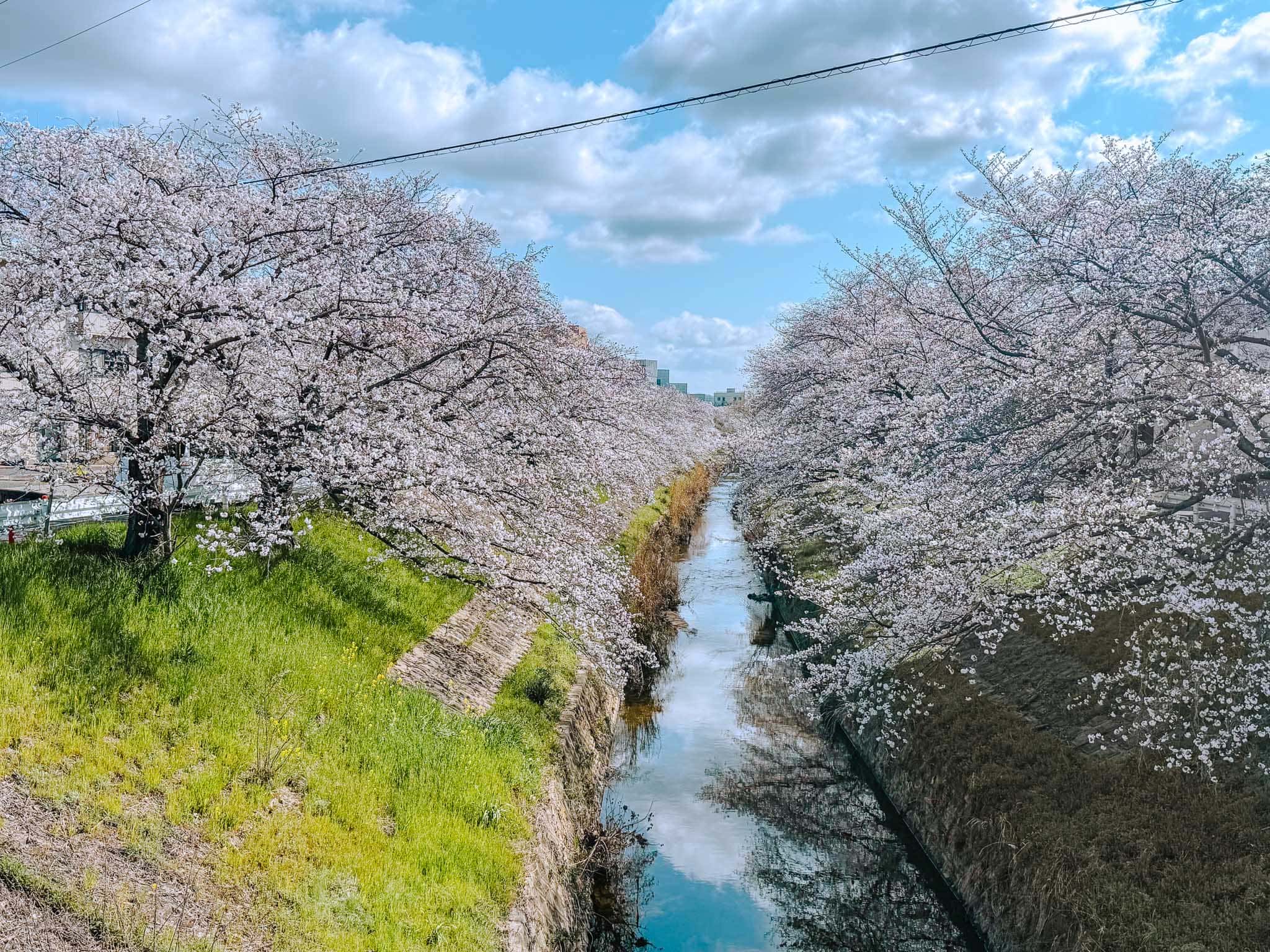 How Accurate Is Japan’s Cherry Blossom Forecast? What Travelers Should Know